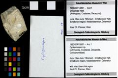 Foto (Objekt + Etiketten) von Cycloprosopon sp. 